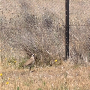 Vanellus tricolor at Symonston, ACT - 22 Nov 2024