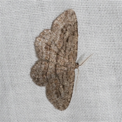 Zermizinga sinuata (Lucerne Looper, Spider Moth) at Freshwater Creek, VIC - 17 Nov 2024 by WendyEM