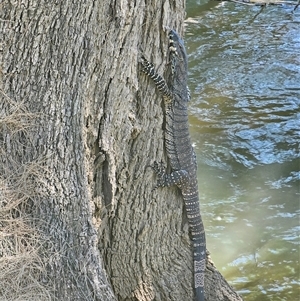 Varanus varius at Burrinjuck, NSW - 22 Nov 2024