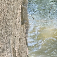 Varanus varius at Burrinjuck, NSW - 22 Nov 2024