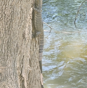 Varanus varius at Burrinjuck, NSW - 22 Nov 2024