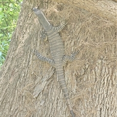 Varanus varius at Burrinjuck, NSW - 22 Nov 2024