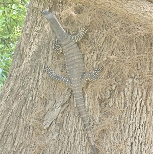 Varanus varius at Burrinjuck, NSW - 22 Nov 2024