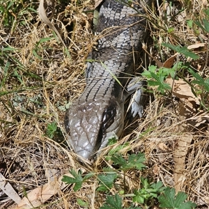 Tiliqua scincoides scincoides at Burrinjuck, NSW - 22 Nov 2024 01:18 PM