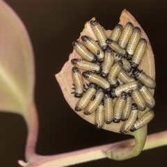 Paropsis atomaria (Eucalyptus leaf beetle) at Bruce, ACT - 20 Nov 2024 by kasiaaus