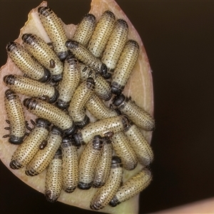 Paropsis atomaria at Bruce, ACT - 20 Nov 2024