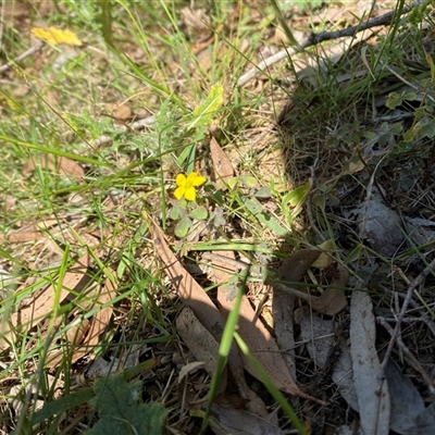 Oxalis sp. (Wood Sorrel) at Orangeville, NSW - 22 Nov 2024 by elisebird