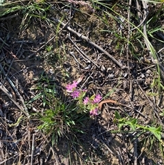 Centaurium sp. (Centaury) at Orangeville, NSW - 21 Nov 2024 by elisebird