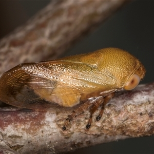 Pectinariophyes stalii (Tube Spittlebug) at Bruce, ACT by kasiaaus