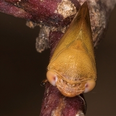 Pectinariophyes stalii at Bruce, ACT - 20 Nov 2024 11:11 AM