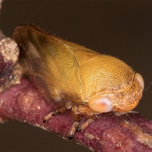 Pectinariophyes stalii at Bruce, ACT - 20 Nov 2024 11:11 AM