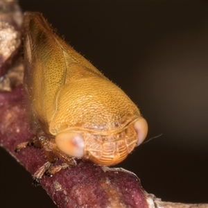 Pectinariophyes stalii at Bruce, ACT - 20 Nov 2024