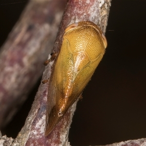 Pectinariophyes stalii at Bruce, ACT - 20 Nov 2024