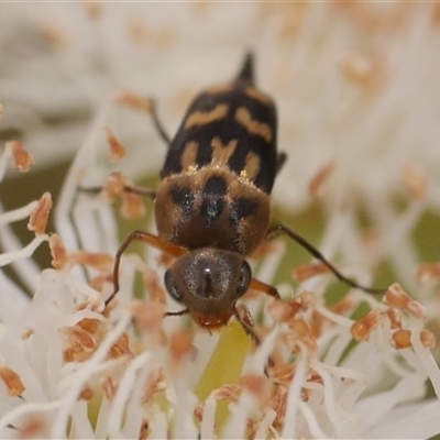 Mordella sydneyana (Pintail Beetle) at Freshwater Creek, VIC - 16 Nov 2024 by WendyEM