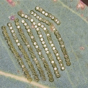 Uraba lugens (Gumleaf Skeletonizer) at Bruce, ACT by kasiaaus