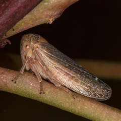 Unidentified Leafhopper or planthopper (Hemiptera, several families) at Bruce, ACT - 20 Nov 2024 by kasiaaus