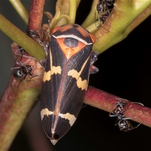 Eurymeloides pulchra at Bruce, ACT - 20 Nov 2024 11:21 AM