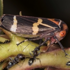 Eurymeloides pulchra at Bruce, ACT - 20 Nov 2024