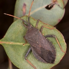 Amorbus rubiginosus (A Eucalyptus Tip Bug) at Bruce, ACT - 20 Nov 2024 by kasiaaus