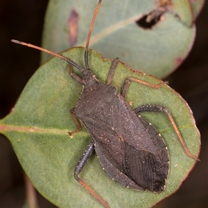 Amorbus rubiginosus at Bruce, ACT - 20 Nov 2024