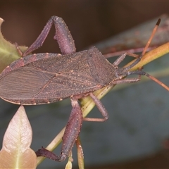 Amorbus rubiginosus at Bruce, ACT - 20 Nov 2024