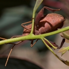 Amorbus rubiginosus at Bruce, ACT - 20 Nov 2024