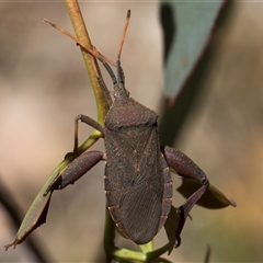 Amorbus rubiginosus at Bruce, ACT - 20 Nov 2024