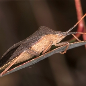 Amorbus rubiginosus at Bruce, ACT - 20 Nov 2024 11:23 AM