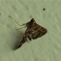 Nacoleia rhoeoalis (Spilomelinae) at Hawker, ACT - 21 Nov 2024 by sangio7