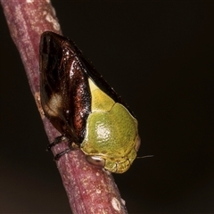 Chaetophyes compacta at Bruce, ACT - 20 Nov 2024