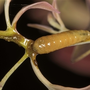 Gonipterini sp. (tribe) at Bruce, ACT - 20 Nov 2024