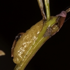 Gonipterini sp. (tribe) at Bruce, ACT - 20 Nov 2024