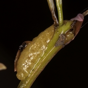 Gonipterini sp. (tribe) at Bruce, ACT - 20 Nov 2024