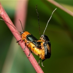 Aporocera (Aporocera) viridipennis (A leaf beetle) at Bruce, ACT - 21 Nov 2024 by AlisonMilton