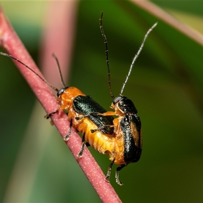 Aporocera (Aporocera) viridipennis (A leaf beetle) at Bruce, ACT - 22 Nov 2024 by AlisonMilton