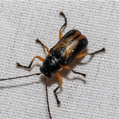 Aporocera (Aporocera) viridipennis at Bruce, ACT - 22 Nov 2024