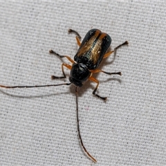 Aporocera (Aporocera) viridipennis at Bruce, ACT - 22 Nov 2024