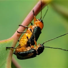 Aporocera (Aporocera) viridipennis at Bruce, ACT - 22 Nov 2024