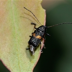 Aporocera (Aporocera) rufoterminalis (Leaf beetle) at Bruce, ACT - 21 Nov 2024 by AlisonMilton