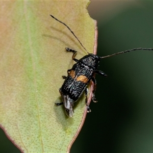 Aporocera (Aporocera) rufoterminalis at Bruce, ACT - 22 Nov 2024