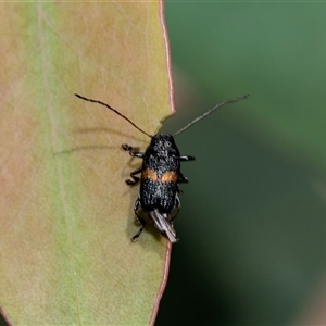 Aporocera (Aporocera) rufoterminalis at Bruce, ACT - 22 Nov 2024 09:07 AM