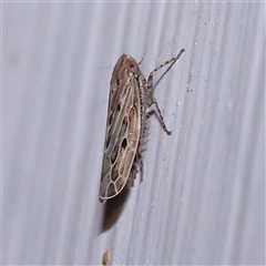 Unidentified Leafhopper or planthopper (Hemiptera, several families) at Turner, ACT - 15 Nov 2024 by ConBoekel