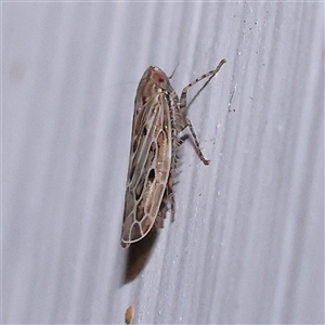 Unidentified Leafhopper or planthopper (Hemiptera, several families) at Turner, ACT by ConBoekel