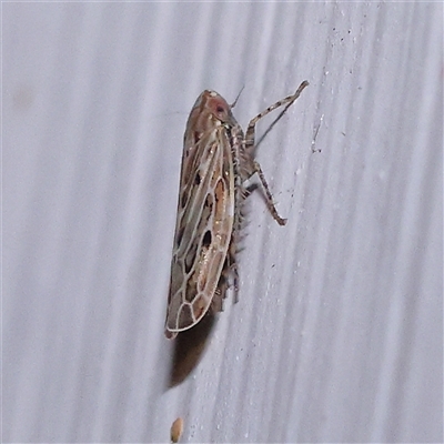 Cicadellidae (family) (Unidentified leafhopper) at Turner, ACT - 15 Nov 2024 by ConBoekel