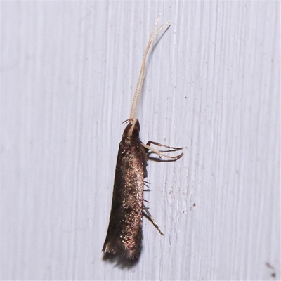 Lecithocera terrigena (Lecithocera terrigena) at Turner, ACT - 16 Nov 2024 by ConBoekel