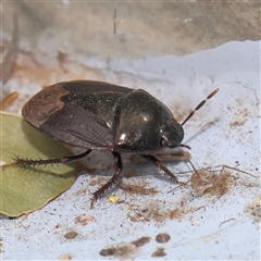 Adrisa sp. (genus) (Burrowing Bug) at Turner, ACT - 16 Nov 2024 by ConBoekel