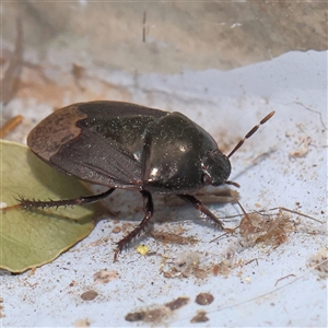 Adrisa sp. (genus) at Turner, ACT - 16 Nov 2024 08:54 PM