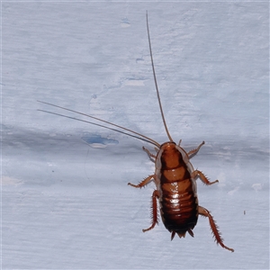 Unidentified Cockroach (Blattodea, several families) at Turner, ACT by ConBoekel