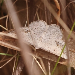 Taxeotis intextata at Acton, ACT - 17 Nov 2024 09:37 AM