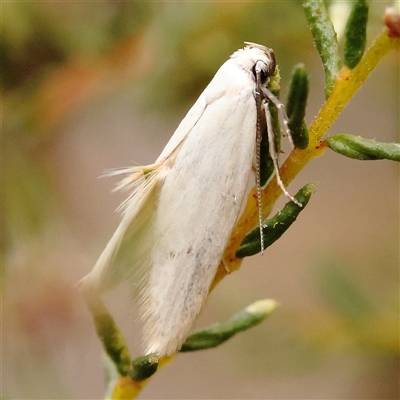 Zacorus carus (White Wingia) at Acton, ACT - 17 Nov 2024 by ConBoekel